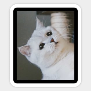 Sad Cat Crying Cat Cute Meme Sticker